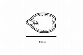   Embryo:nbsp;  Ulmus pumila ; Illustration by K. Parker, Kirkbride et al. (2006)
